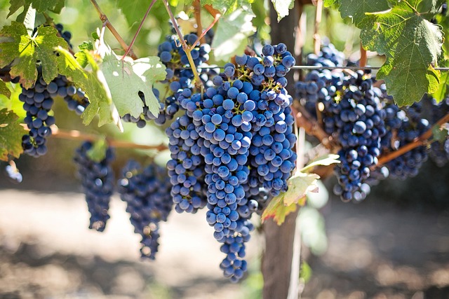 Confagricoltura Pavia accoglie con favore il provvedimento della Regione Lombardia contro la peronospora