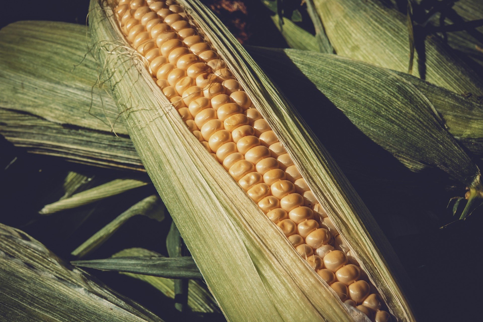 Contratti di filiera mais e soia: domande entro il 16 ottobre