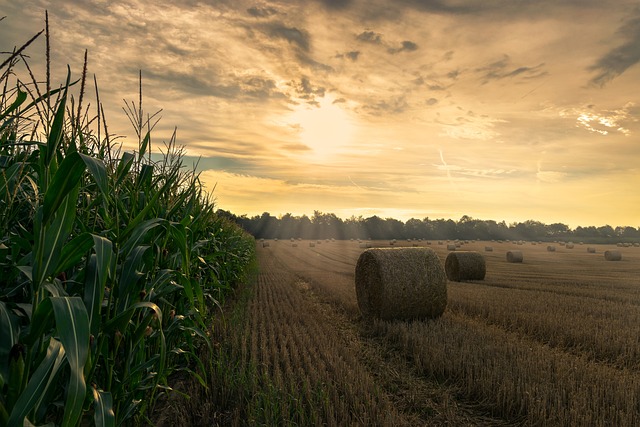 Analisi di dettaglio delle riserve idriche in ambito agricolo, situazione al 10 luglio 2026